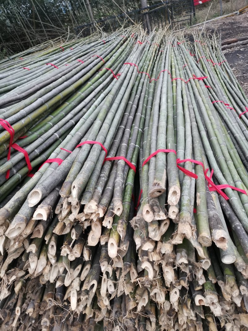 【推荐】菜架竹、西瓜架、冬瓜架、大棚竹、鸭棚竹