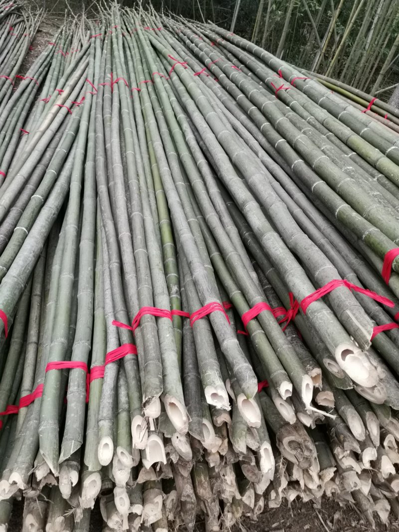 【推荐】菜架竹、西瓜架、冬瓜架、大棚竹、鸭棚竹