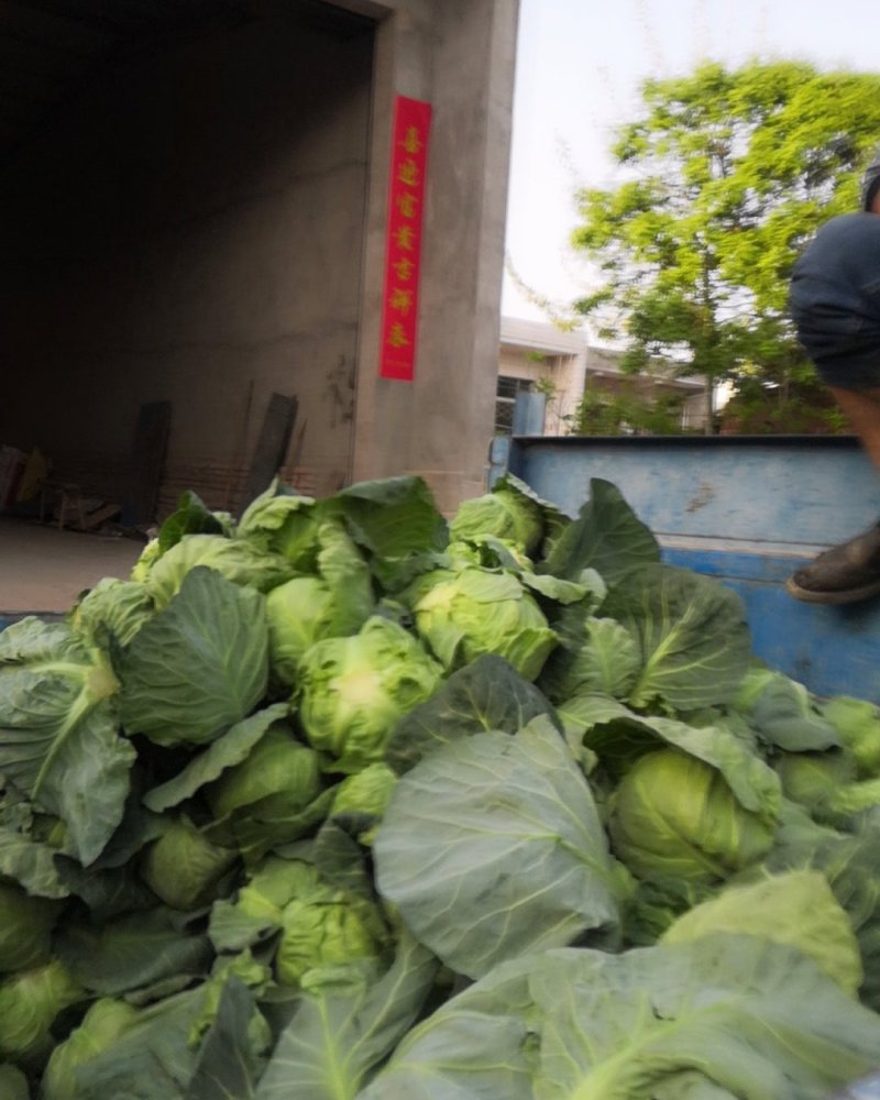 华卅区甘蓝大量上市欢迎全国各地客商光顾看货订购谢谢大家