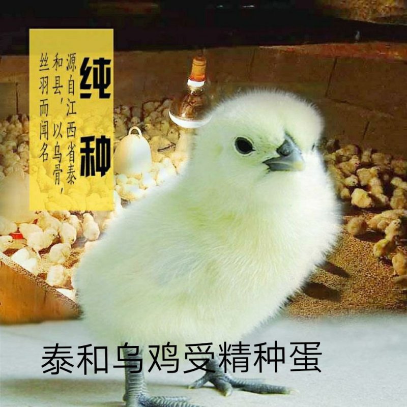 正宗种蛋泰和乌鸡种蛋受精种蛋农场直销包邮破损包赔