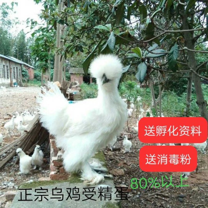 正宗种蛋泰和乌鸡种蛋受精种蛋农场直销包邮破损包赔
