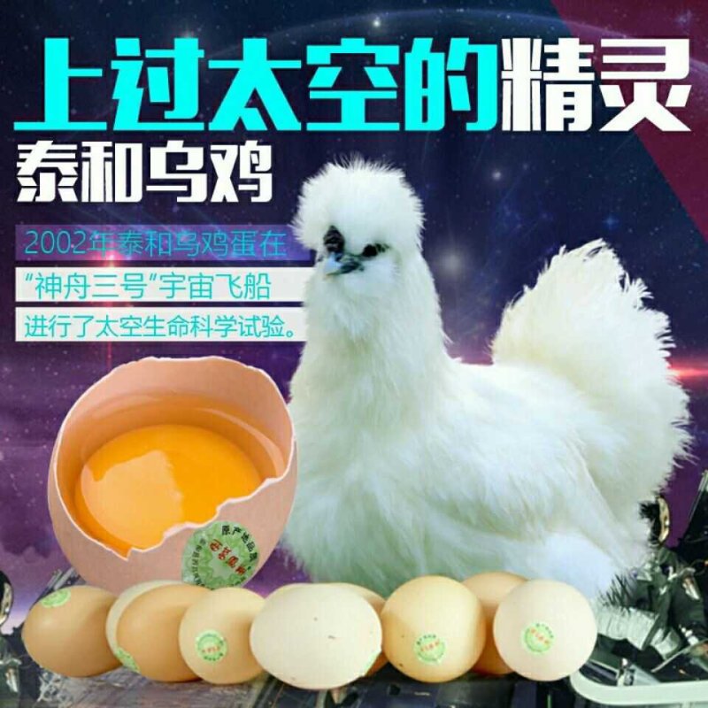 正宗种蛋泰和乌鸡种蛋受精种蛋农场直销包邮破损包赔