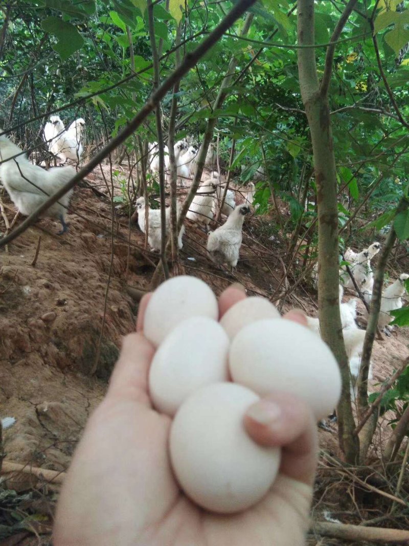 正宗种蛋泰和乌鸡种蛋受精种蛋农场直销包邮破损包赔