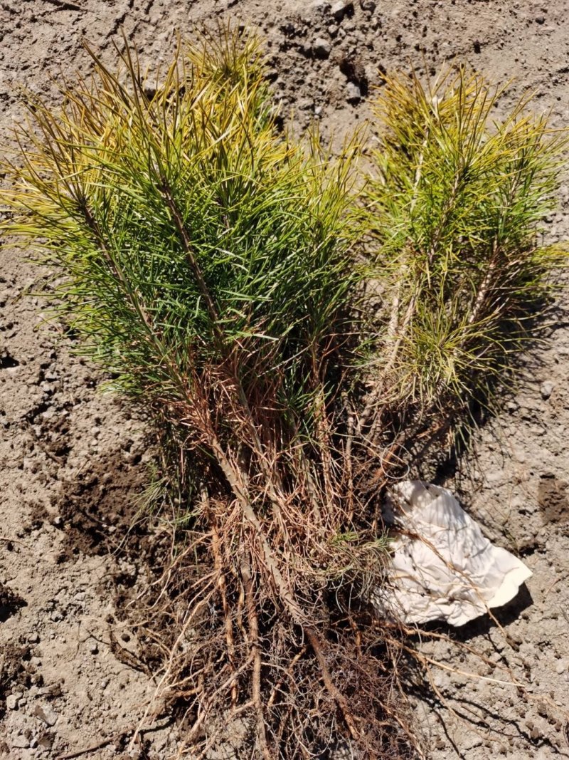 二年樟子松，留床苗，苗子非常好！