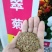 野菊花种子菊花种子山坡路边多年野花种子发芽率98%