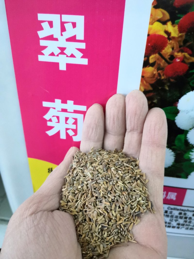 野菊花种子菊花种子山坡路边多年野花种子发芽率98%