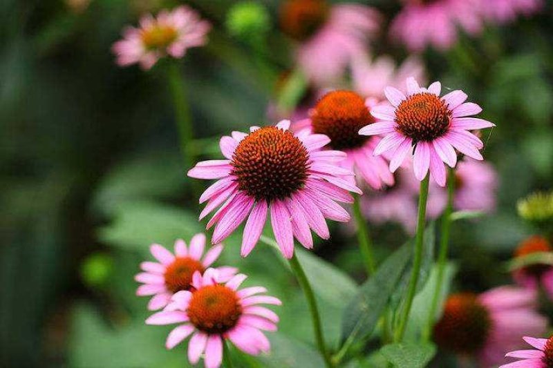 松果菊种子四季开花多年生野花种子发芽率98%