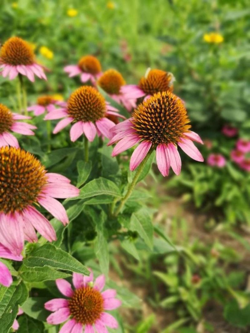 松果菊种子四季开花多年生野花种子发芽率98%