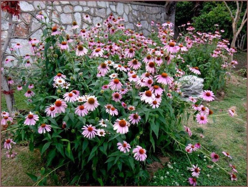 松果菊种子四季开花多年生野花种子发芽率98%