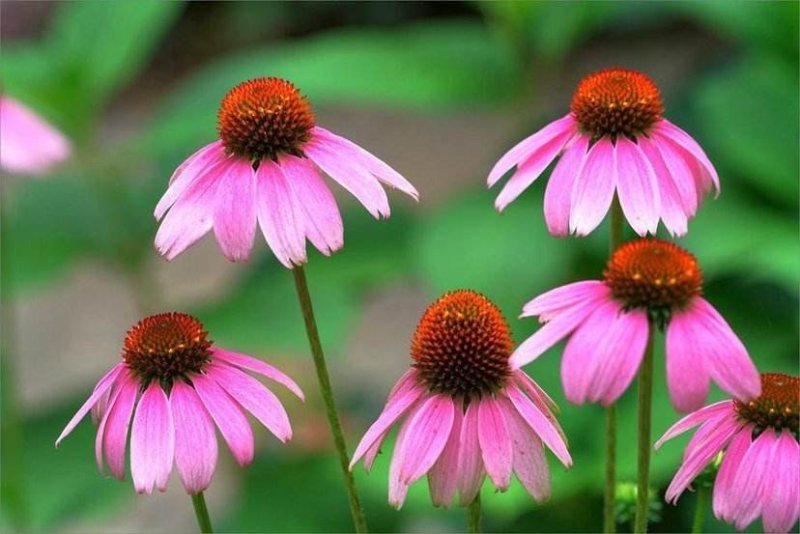 松果菊种子四季开花多年生野花种子发芽率98%