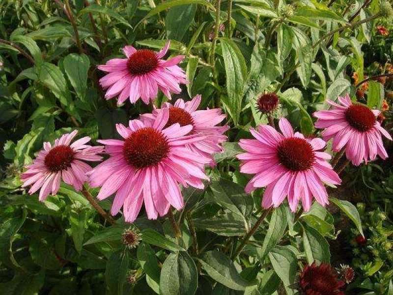 松果菊种子四季开花多年生野花种子发芽率98%