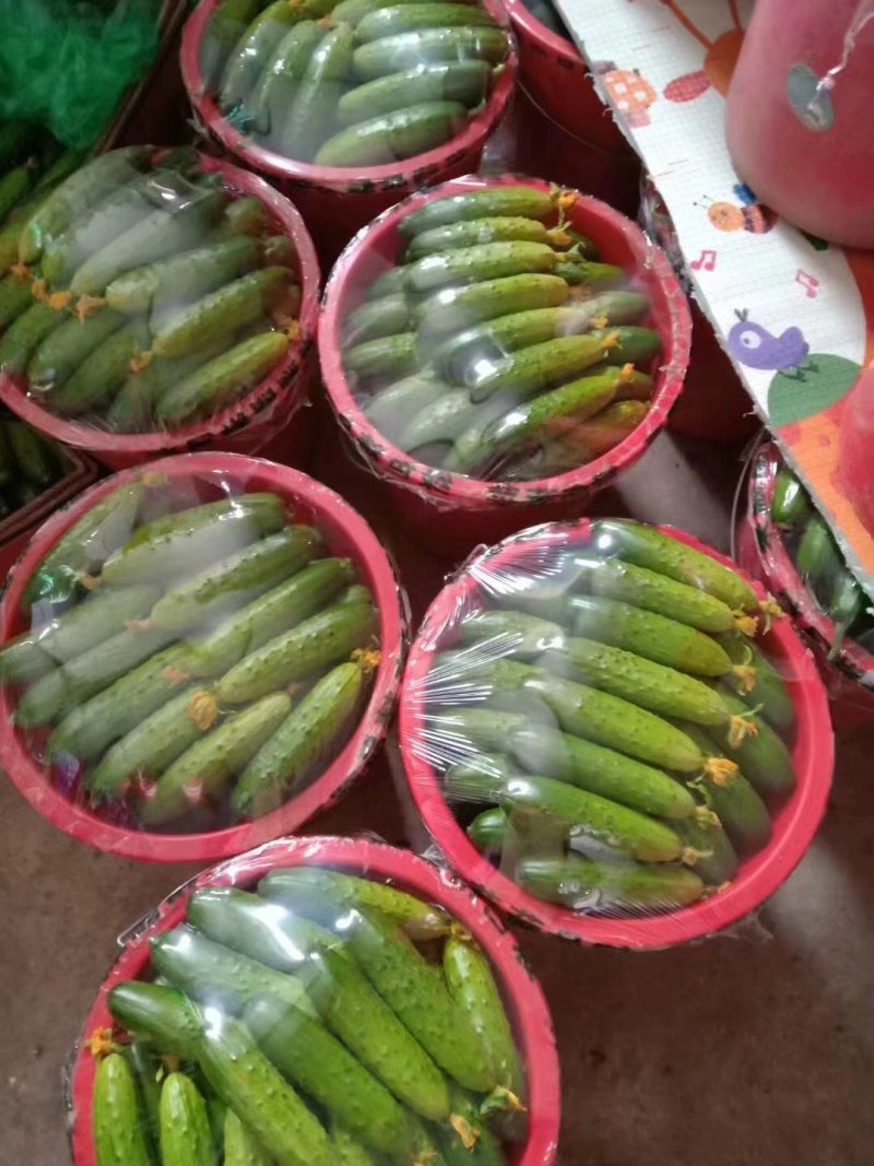 河北唐山精品黄瓜干花带刺，香脆皮薄，量大从优