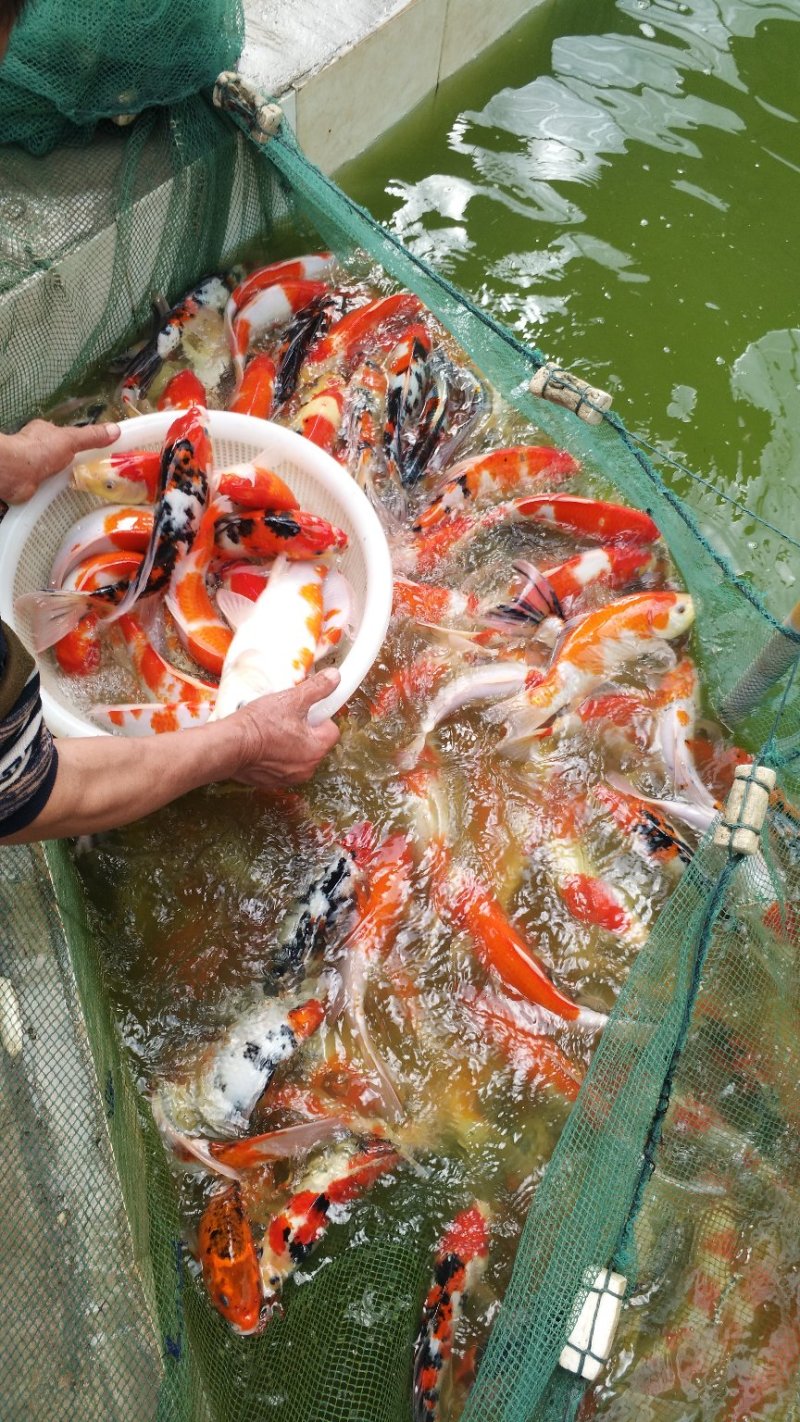 大规格锦鲤起塘了七八两1斤的，2斤的3斤的颜色红，体质好
