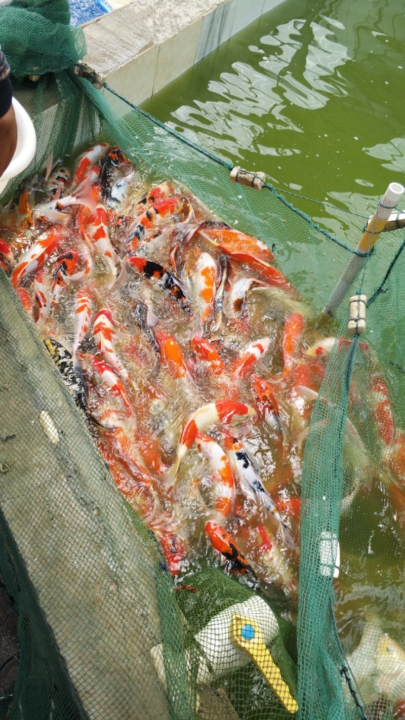 大规格锦鲤起塘了七八两1斤的，2斤的3斤的颜色红，体质好