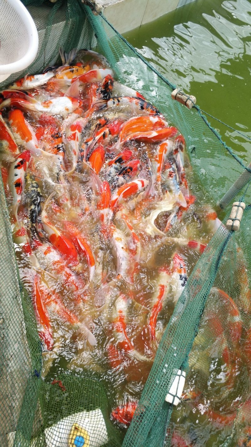 大规格锦鲤起塘了七八两1斤的，2斤的3斤的颜色红，体质好