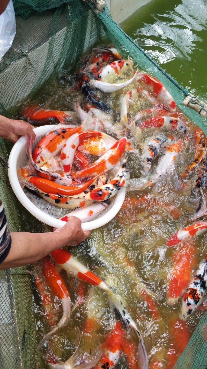 大规格锦鲤起塘了七八两1斤的，2斤的3斤的颜色红，体质好
