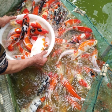 大规格锦鲤，七八两到3斤规格都有，渔场直销。