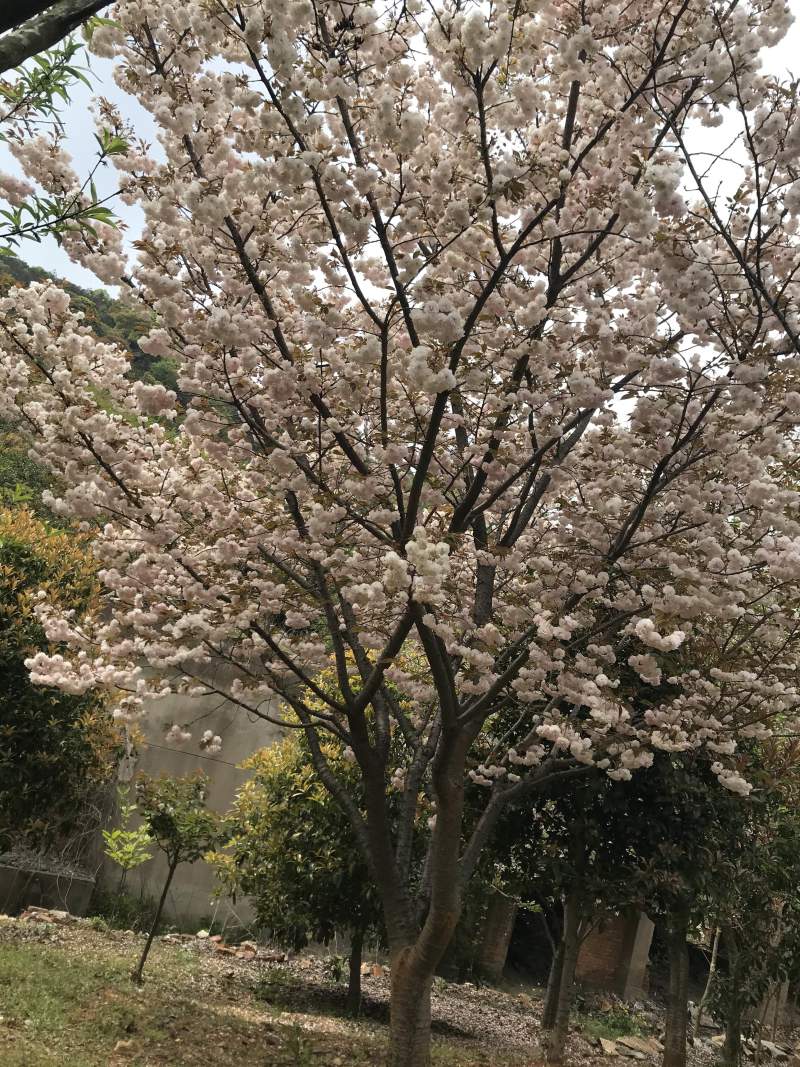 庭院内种植超级惊艳的树垂丝海棠超大规格