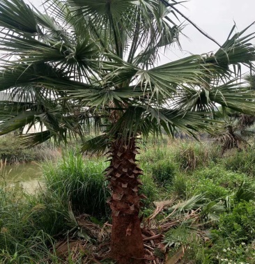 福建漳州种植棕榈科基地直销老人葵华棕