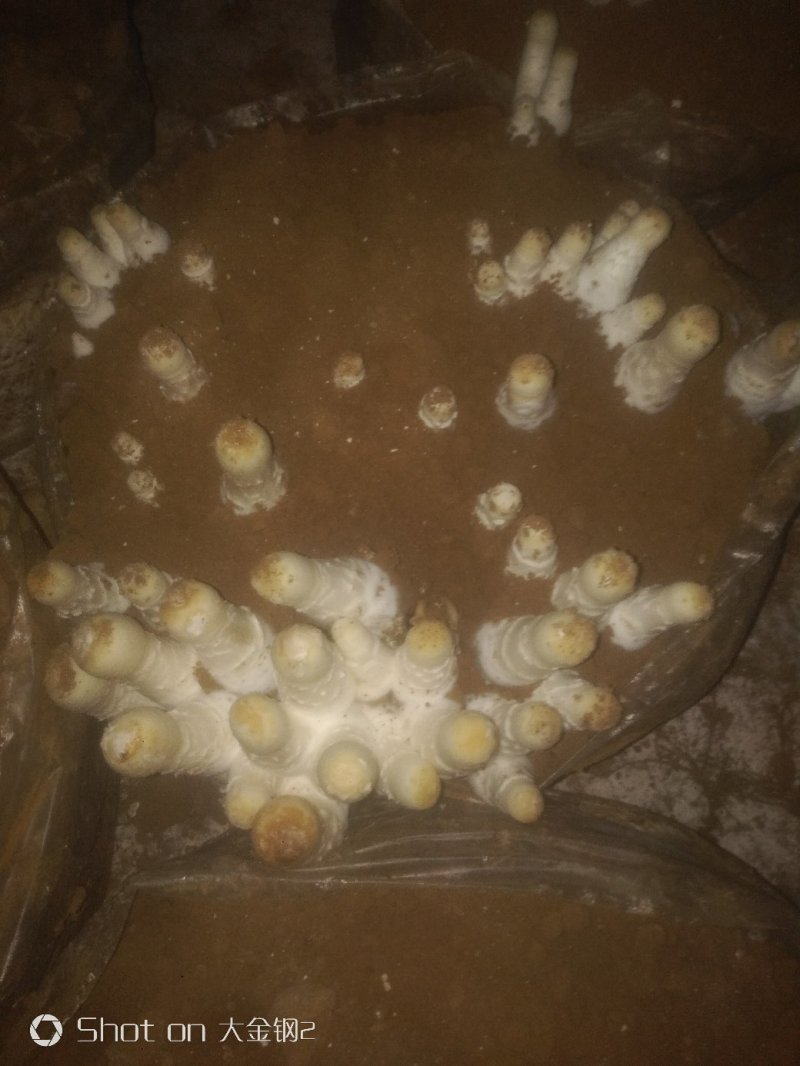 鸡腿菇鲜货，基地直供。提供分拣