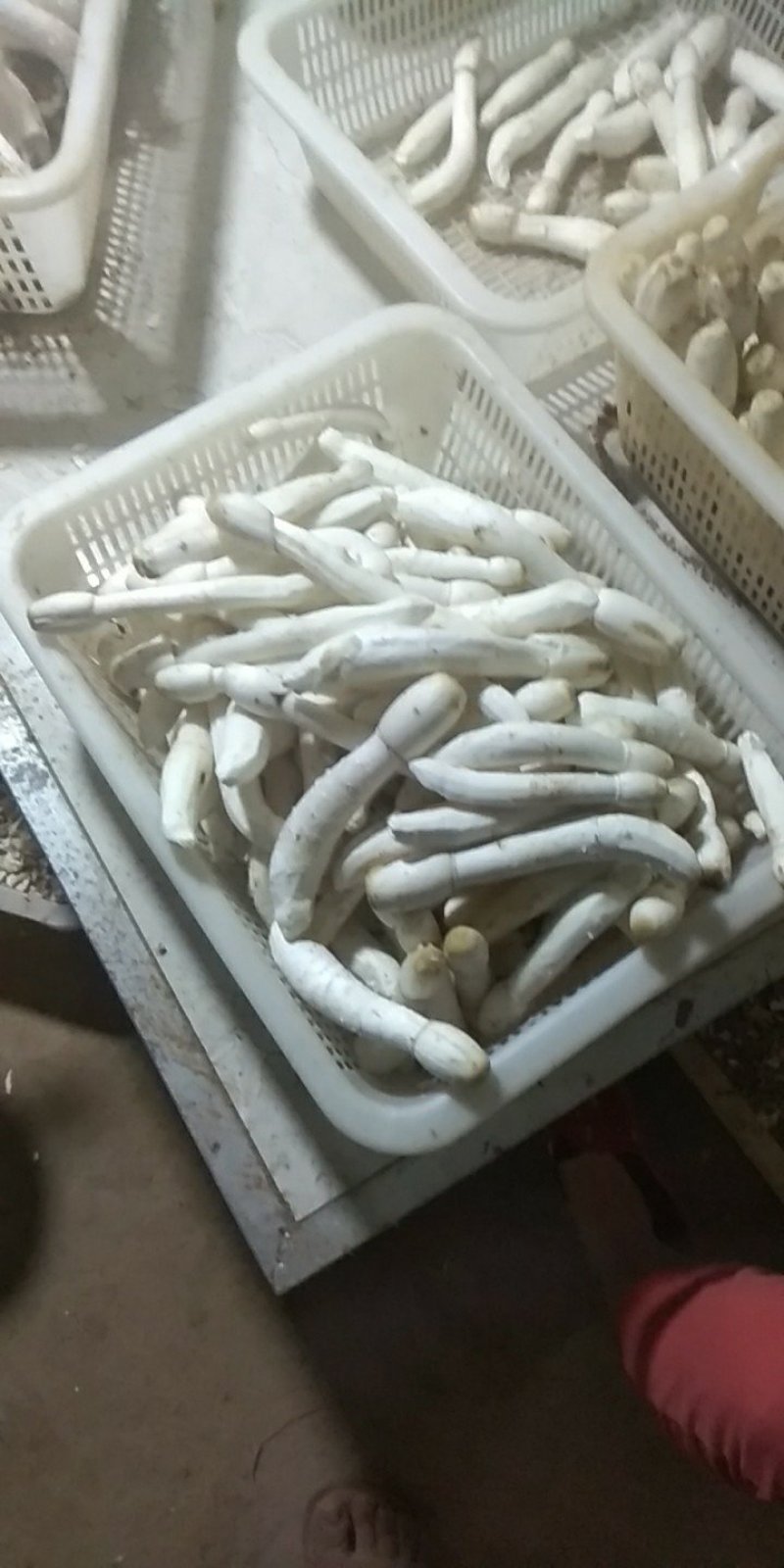 鸡腿菇鲜货，基地直供。提供分拣