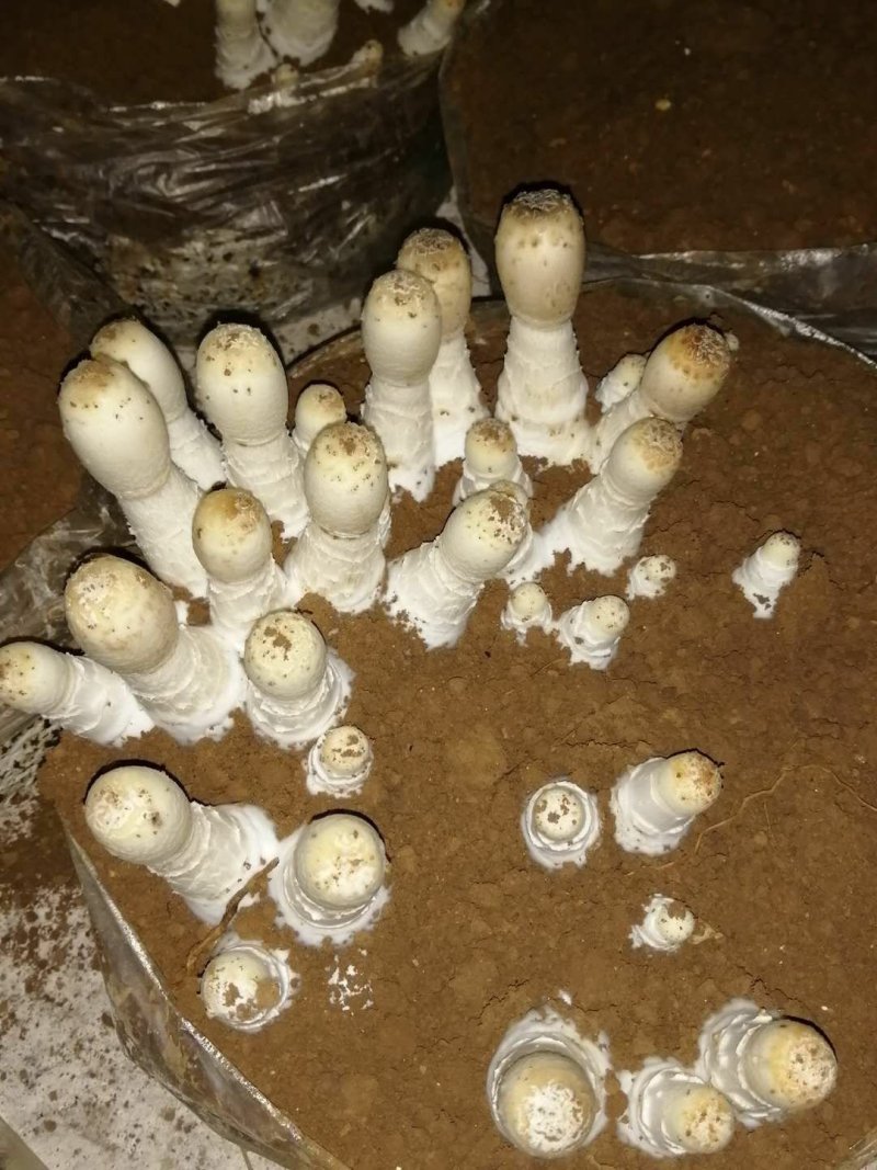 鸡腿菇鲜货，基地直供。提供分拣