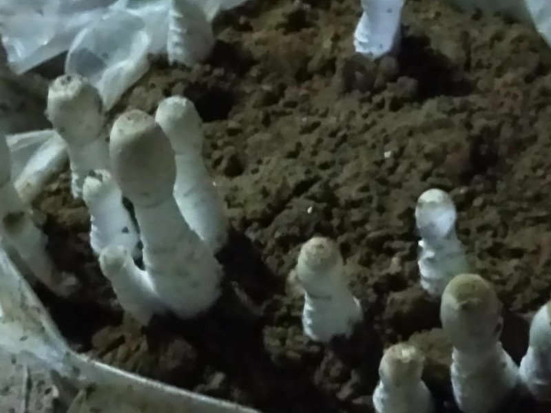 鸡腿菇鲜货，基地直供。提供分拣