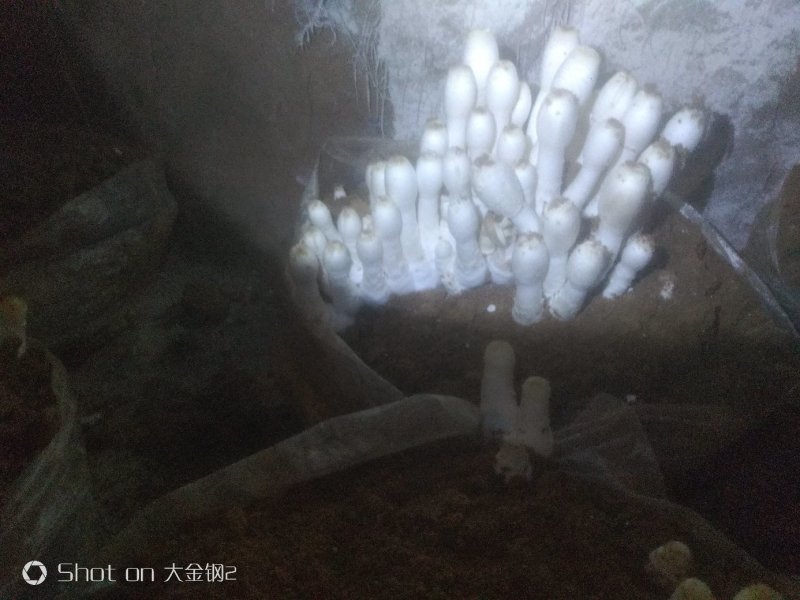 鸡腿菇鲜货，基地直供。提供分拣