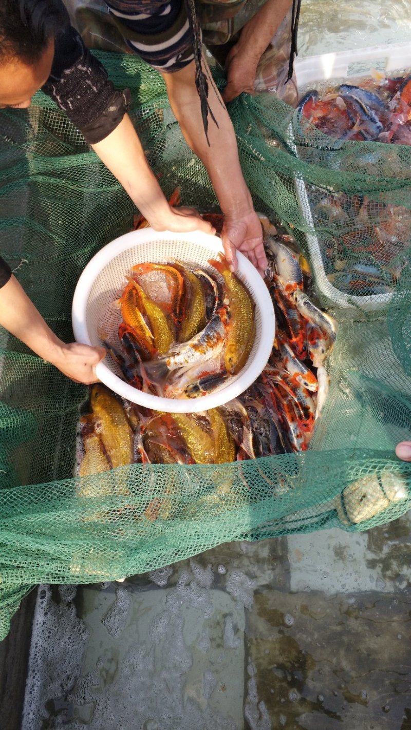 渔场直销。秋翠，孔雀，银鳞红茶，绿茶等多个品种。