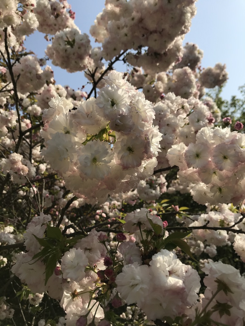 紫薇红火箭天鹅绒日本进口紫薇速生紫薇等