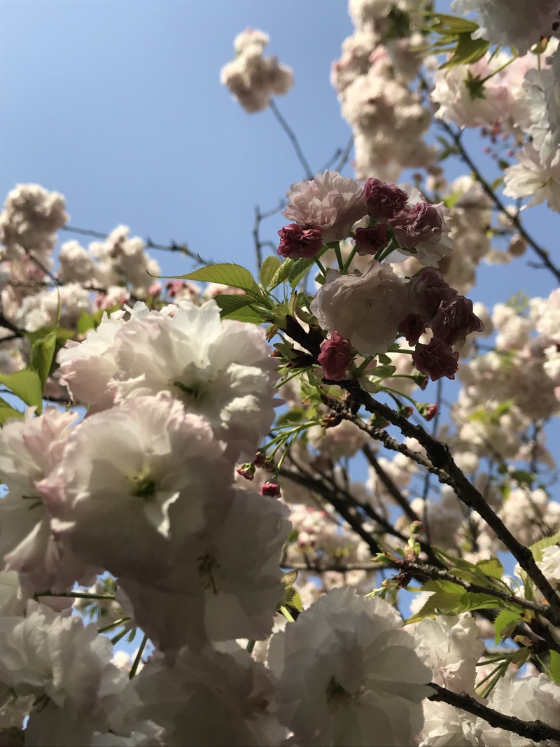 紫薇红火箭天鹅绒日本进口紫薇速生紫薇等