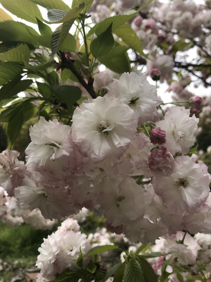 紫薇红火箭天鹅绒日本进口紫薇速生紫薇等