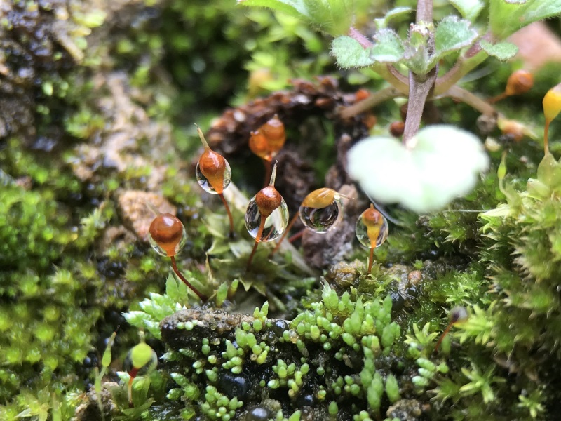 紫薇红火箭天鹅绒日本进口紫薇速生紫薇等