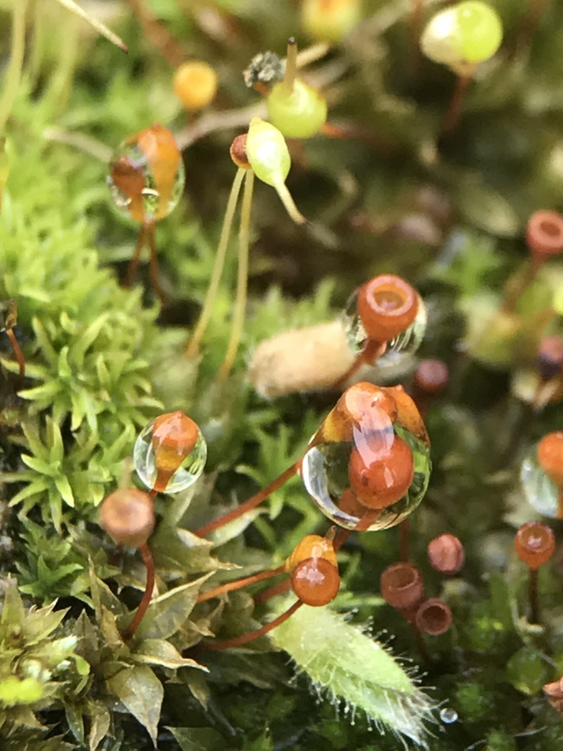 紫薇红火箭天鹅绒日本进口紫薇速生紫薇等