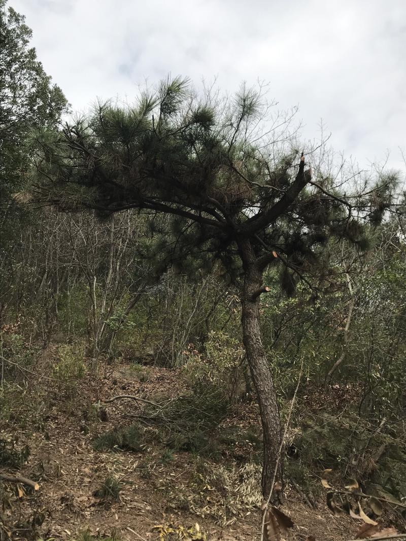 紫薇红火箭天鹅绒日本进口紫薇速生紫薇等