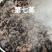 九蒸九晒野生黄精