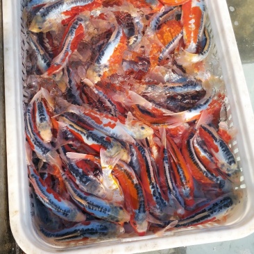 锦鲤渔场直销。红茶，绿茶，秋翠孔雀