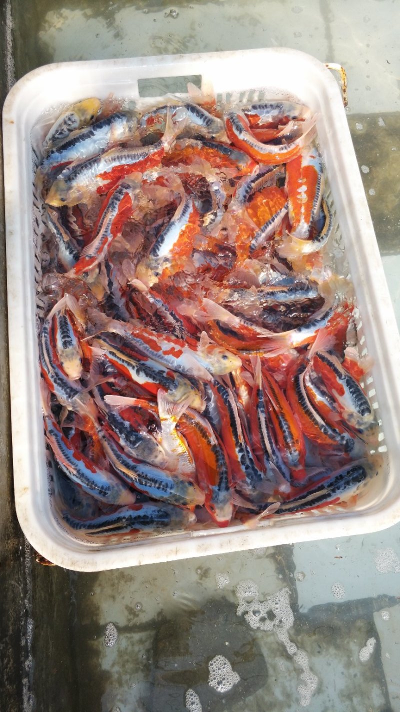 锦鲤渔场直销。红茶，绿茶，秋翠孔雀