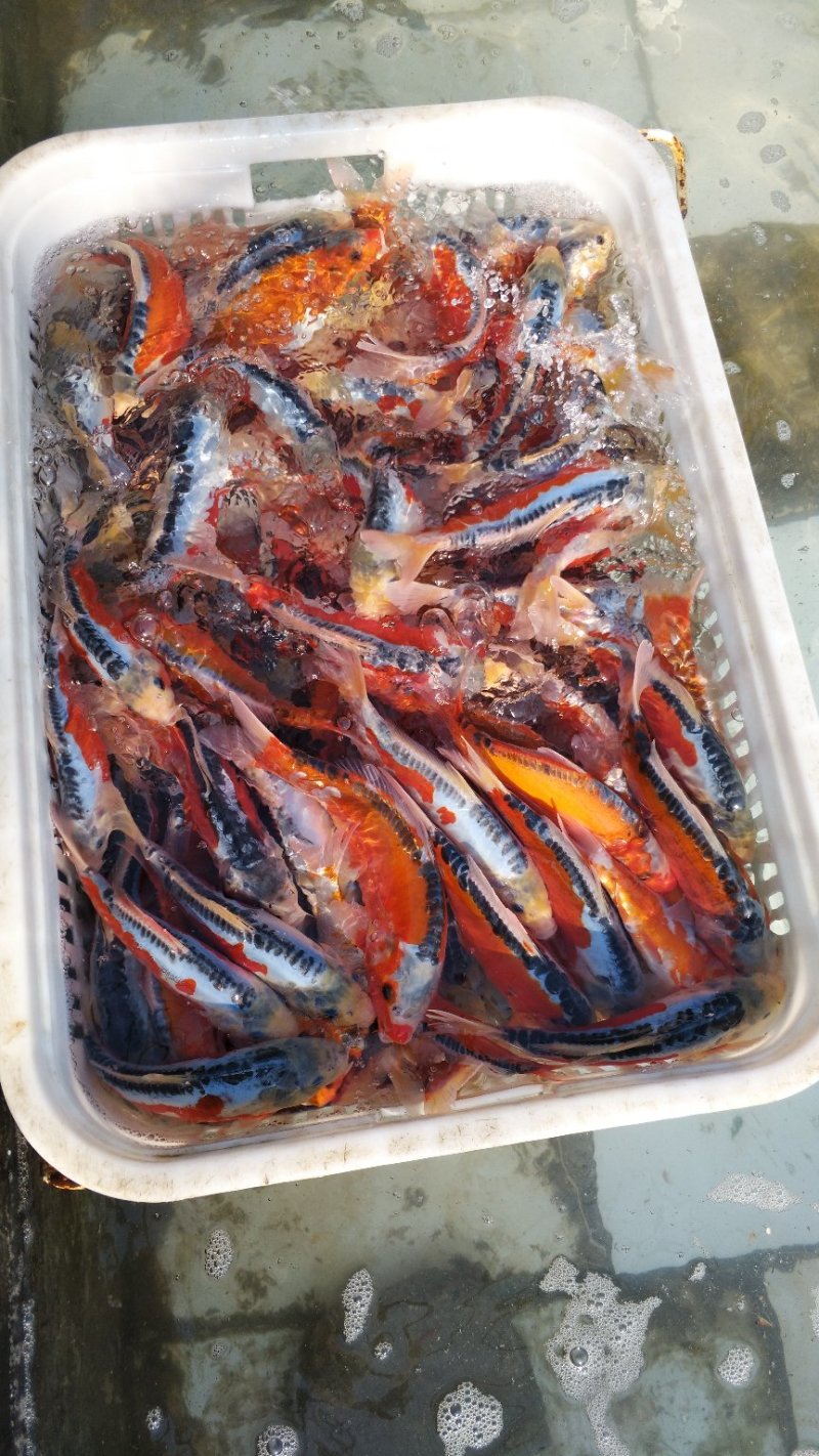 锦鲤渔场直销。红茶，绿茶，秋翠孔雀