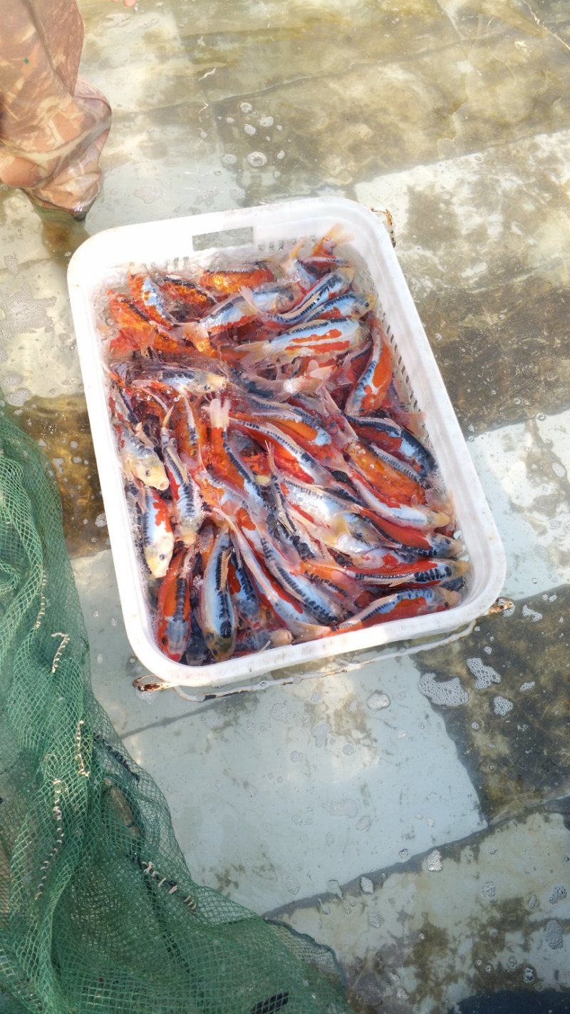 锦鲤渔场直销。红茶，绿茶，秋翠孔雀