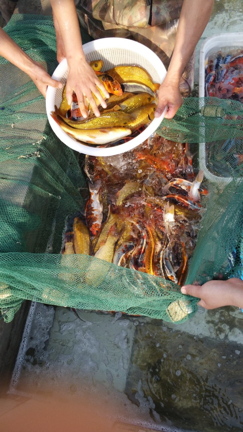 锦鲤渔场直销。红茶，绿茶，秋翠孔雀