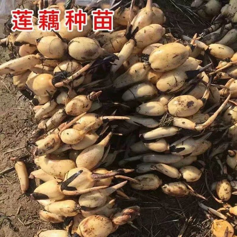 池塘大型观赏荷花苗种藕苗莲藕种苗盆栽荷花种根苗莲藕苗