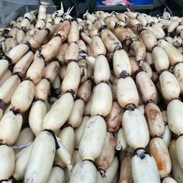 池塘大型观赏荷花苗种藕苗莲藕种苗盆栽荷花种根苗莲藕苗