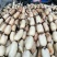 池塘大型观赏荷花苗种藕苗莲藕种苗盆栽荷花种根苗莲藕苗