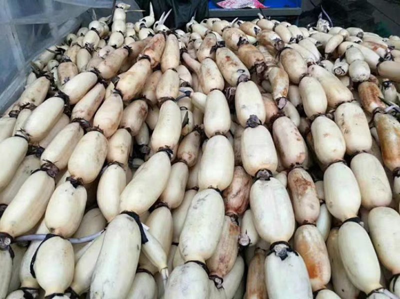 池塘大型观赏荷花苗种藕苗莲藕种苗盆栽荷花种根苗莲藕苗