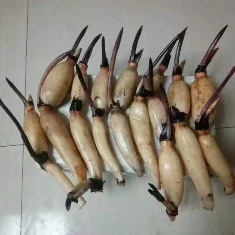 池塘大型观赏荷花苗种藕苗莲藕种苗盆栽荷花种根苗莲藕苗