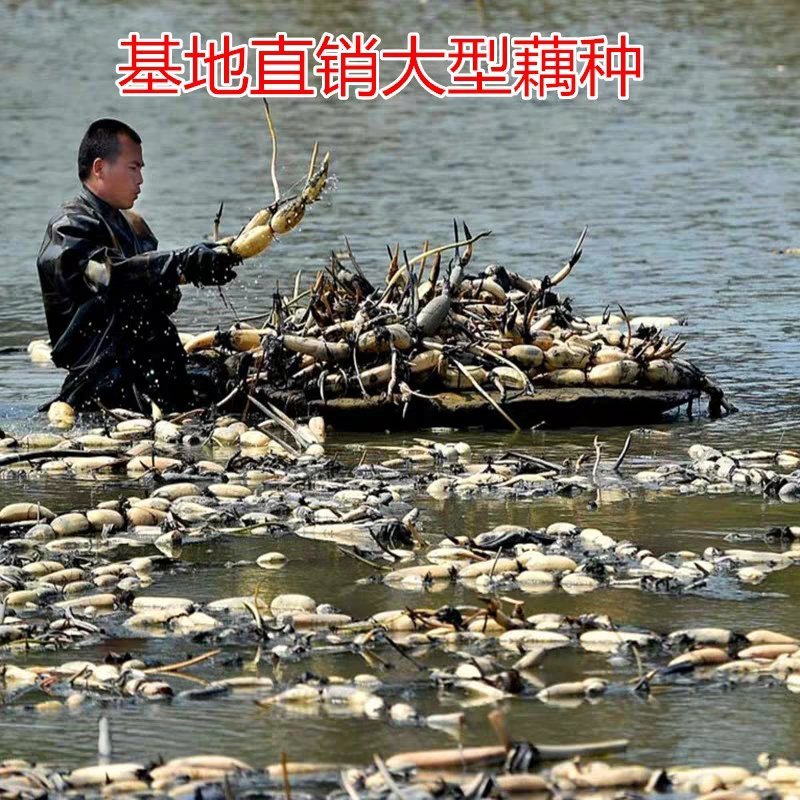 池塘大型观赏荷花苗种藕苗莲藕种苗盆栽荷花种根苗莲藕苗