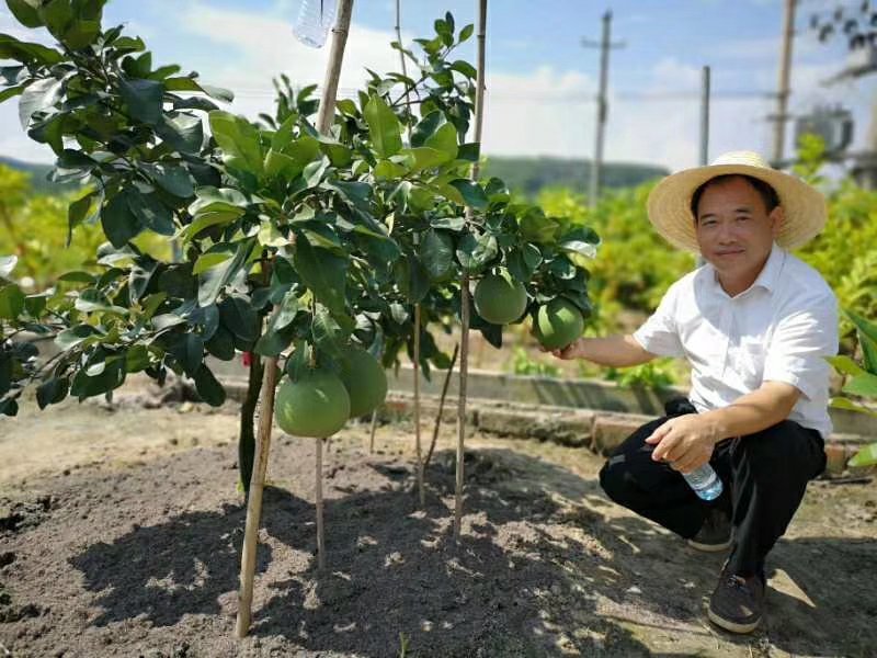 【正品】泰国黄金蜜柚苗正品嫁接苗假一赔十