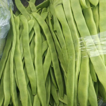 精品芸豆