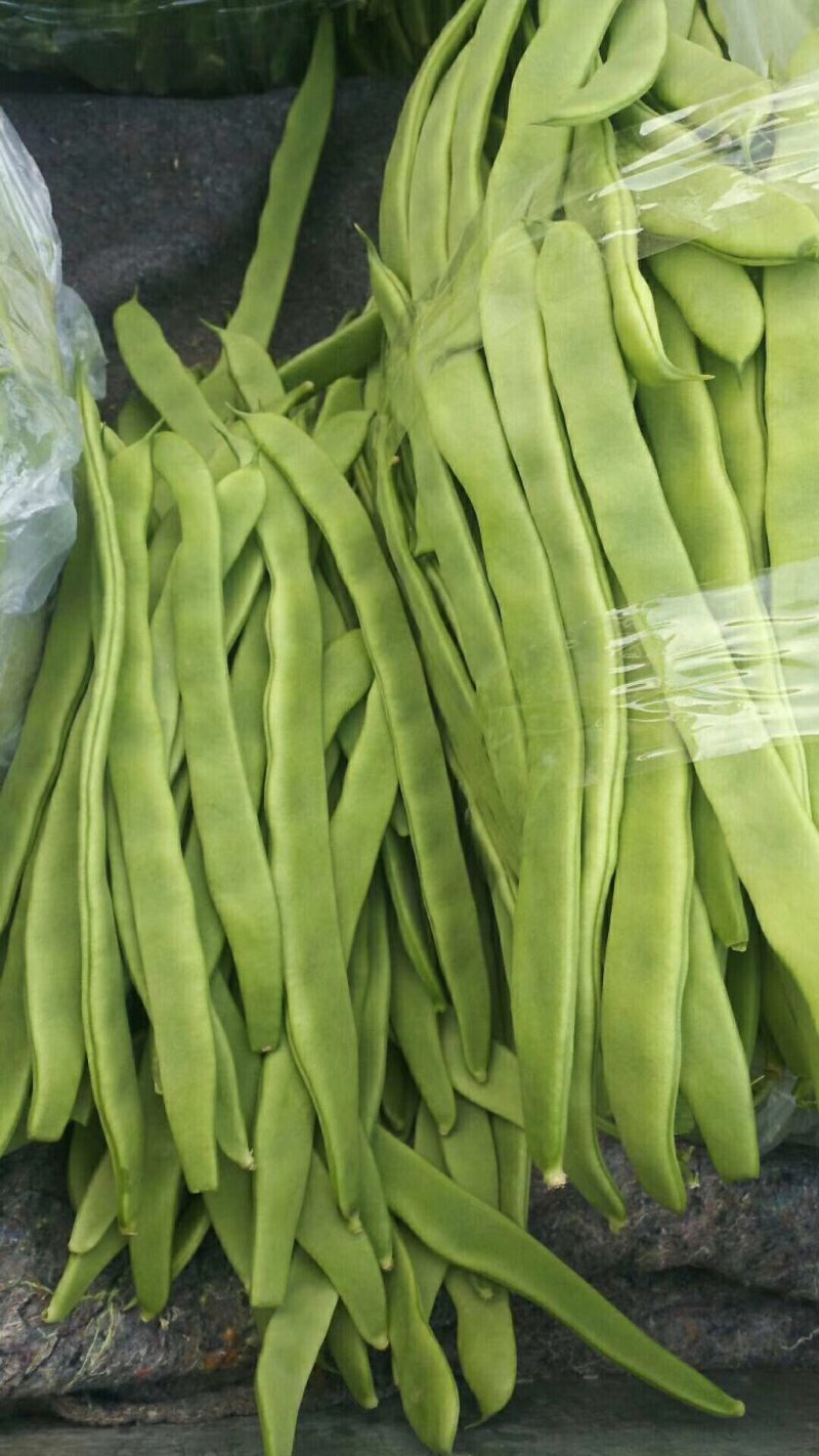 精品芸豆